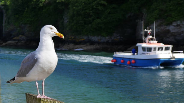 IB Boat Puffin Tour