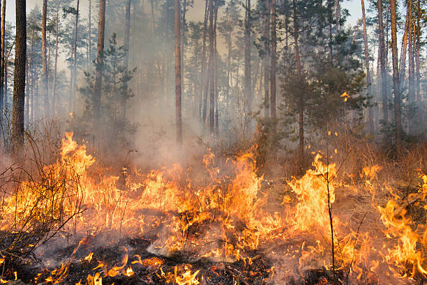  latest Huguette Lake forest fire